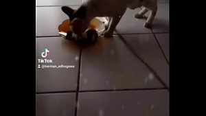bokepindo.it.com
